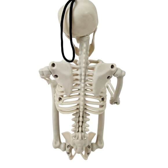 Skeletons Set of 4 Hanging Posable 16 in Full Body Halloween Decor Plastic - Picture 11 of 13